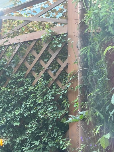 The image depicts a section of a wooden lattice structure covered in lush green foliage. The lattice is made of brown wooden beams forming a diamond pattern. Vines and various green leaves, some small and rounded, others more elongated, cascade down and across the lattice. In the upper portion of the image, there is a denser arrangement of green plants, some appearing needle-like or feathery, with hints of small white flowers. A few tiny purple flowers are also visible among the green leaves near the top right. The overall impression is one of abundant plant growth, suggesting a garden or an outdoor living space that has been overgrown with vegetation. The lighting suggests it might be daytime, with the sun filtering through the leaves and creating some shadowed areas. The sky is partially visible through gaps in the lattice, appearing blue and suggesting fair weather. There is no visible text in the image.
