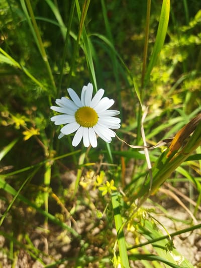 A close-up, vertical shot captures a single white daisy with a yellow center, set against a backdrop of lush green grass and foliage. The daisy is positioned slightly off-center to the right, with its white petals radiating outwards. The surrounding vegetation is a mix of tall, thin green blades and softer, lighter green leaves, with some yellow wildflowers scattered in the background. The lighting suggests a sunny day, with some areas of dappled shade. The scene appears to be an outdoor natural environment, possibly a meadow or garden. There are no people or animals visible in the image.