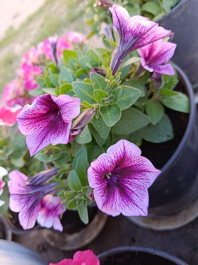 A close-up, high-angle shot displays a cluster of purple and pink petunia flowers in bloom, set against a blurred backdrop of a dirt path and other potted plants. The petunias, some of which are in focus, exhibit vibrant purple veins radiating from their centers onto lighter pink petals. The foliage is a lush green, with some leaves showing a slight fuzziness. The flowers are contained within a dark plastic pot. The scene appears to be outdoors, possibly in a garden or courtyard. The lighting suggests it is daytime.