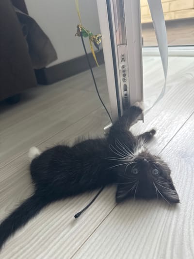 A black and white kitten is lying on its back on a light-colored wooden floor, near a white door frame. The kitten has blue eyes and is looking upwards. A black string is attached to the kitten, which leads to a toy hanging from the door frame. The toy appears to be made of green and gold foil attached to a thin stick. The background shows a dark brown sofa on the left and a window on the right. The scene is indoors, likely a residential setting. The location in the city of Новое, Russia is not specified in the image.