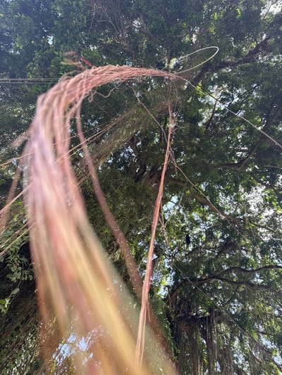 The image shows a low-angle view of a large banyan tree with numerous aerial roots hanging down. The leaves of the tree are dense and green, with patches of sunlight filtering through. The aerial roots are a prominent feature, some appearing thick and woody, while others are thin and wispy. The overall impression is one of lush vegetation and natural growth. The scene is located in Tegallalang, Indonesia, a region known for its picturesque rice terraces and abundant plant life. The image focuses on the natural elements of the tree, with no people or man-made structures prominently visible.