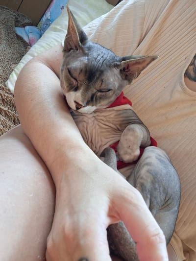 In a domestic indoor environment, possibly a bedroom, a Sphinx cat wearing a red garment is being held and cradled by a person. The cat appears to be sleeping, with its eyes closed, and is nestled into the person's arms. The person's arm is bent, supporting the cat, and their torso is visible, wearing a cream-colored ribbed top. The background shows bedding with a pattern of cartoon characters and a brown, textured blanket. The overall scene suggests a moment of comfort and affection between the person and the cat. The location is specified as Забалоцкі сельскі Савет, Belarus.