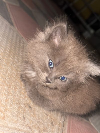 A close-up, eye-level shot shows a fluffy gray kitten lying down on a textured surface that appears to be stone or concrete. The kitten's face is the primary focus, with its bright blue eyes open and looking upwards and slightly to the left. Its fur is long and appears soft. The background is blurred, with hints of darker, possibly metallic, grating on the left and a pinkish-brown surface on the upper right. The lighting suggests it might be daytime, possibly indoors or in a shaded outdoor area, given the contrast between light and shadow. No text is visible. The overall mood conveyed is one of curiosity and perhaps slight apprehension from the kitten. The location context of Bohunove, Ukraine, provides a geographic reference for the scene.
