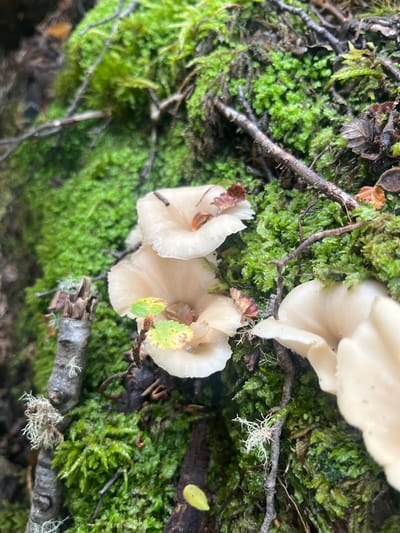 The image shows a close-up view of a cluster of pale, possibly white, mushrooms growing on a substrate of vibrant green moss. Several small twigs, some with dead leaves attached, are interspersed within the moss and around the mushrooms. White lichen is present on the bark of a larger branch in the lower part of the image. The scene is organic, with evident signs of decay and natural processes. The location is stated as Ushuaia, Argentina, but there are no elements in the image that immediately confirm this.
