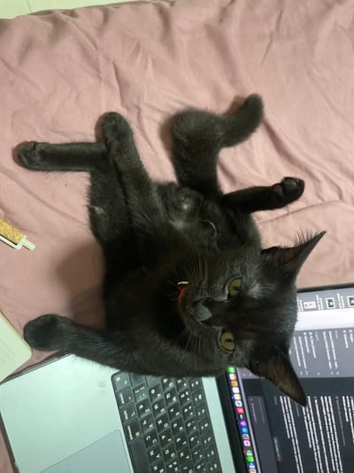 A black kitten is sprawled out on a pink, wrinkled blanket next to a laptop. The kitten is lying on its back with its legs spread and one paw raised in the air. Its eyes are open and it appears to be looking at the camera. The kitten has a small red collar. The laptop is open and displays text in various languages, possibly code or programming-related content, with file names and project names visible. The visible text includes "Plugins," "Automations," "Projects," "Marketing team," and various file paths and commands. The scene appears to be indoors, and the lighting suggests it could be daytime. The kitten's relaxed pose and alert gaze could indicate curiosity or playfulness.