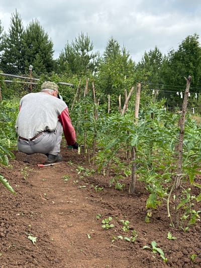 In Забегалово, Russia, a person wearing a camouflage baseball cap, a grey sweatshirt with red sleeves, and grey pants is crouching in a garden. The individual is tending to tomato plants, which are supported by wooden stakes. A small trowel lies on the ground near their feet. The garden is characterized by dark soil and lush green foliage. In the background, a line of tall trees forms a dense treeline. The sky above is overcast.