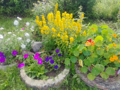 The image depicts a vibrant flower garden situated in Kashino, Russia. The garden features a diverse array of blooming flowers, including bright yellow clusters of tall flowers, purple and pink petunias, white petunias, and orange and red nasturtiums. These flowers are planted in raised beds, one of which appears to be made from a repurposed tire, filled with soil and surrounded by lush green grass and other foliage. The background consists of dense green bushes and trees, suggesting a natural, possibly wild, setting. The lighting indicates it is daytime, with sunlight casting shadows and illuminating the colorful blooms. There are no people or animals visible in the scene, and the overall impression is one of a well-maintained, blooming garden in a natural environment.