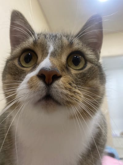 This is a close-up, low-angle, headshot photograph of a domestic cat looking directly at the camera. The cat has tabby markings in shades of brown and grey, with a white chest and muzzle. Its eyes are a striking green with visible reflections of light. Long, white whiskers fan out from its muzzle. The background is out of focus, showing a neutral-colored wall and a hint of some objects, possibly furniture or toys, in the lower left corner, one of which appears to be pink. The lighting suggests an indoor setting, potentially during the day. The cat's expression is curious and direct, with its head tilted slightly. No text is visible in the image.