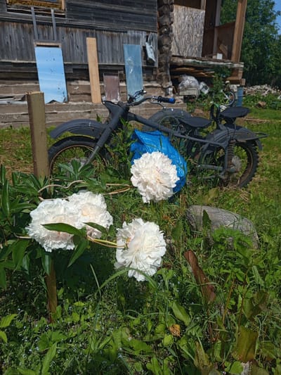 A bicycle is leaning against a wooden structure in an outdoor setting. The bicycle is dark-colored and partially covered by a bright blue tarp. In the foreground, three large, white peonies are in bloom, their petals lush and full. The background features lush green grass and foliage, with a large, rough stone visible. Sunlight filters through the leaves, suggesting it is daytime, likely a clear day. The wooden structure appears weathered, possibly part of a shed or fence. The overall scene evokes a rustic, natural environment. There is no visible text.