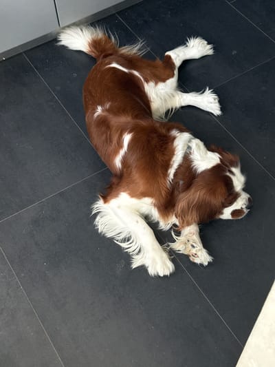 A brown and white dog is lying on a dark tiled floor. The dog appears to be sleeping or resting, with its legs splayed out and its head turned to the side. The fur is a mix of white and reddish-brown. The dog's tail is bushy and white. The floor is made of large, dark gray tiles with thin grout lines. The lighting suggests it could be daytime, but there are no windows or external cues to confirm the time of day or weather. The overall impression is one of a relaxed pet in an indoor environment. There is no visible text in the image.