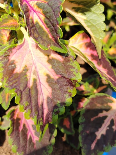The image is a close-up, shallow depth of field photograph of Coleus leaves. The leaves display a vibrant, multi-colored pattern of pink, green, and deep burgundy with prominent veins. The edges of the leaves are serrated and a bright green. The lighting suggests it is daytime, with sunlight highlighting the colors and textures of the foliage. The background is blurred, showing more of the plant and hints of a darker, possibly earthy tone, suggesting the leaves are growing in a garden or potted plant. There is no visible text, people, or discernible activity. The context provided places the scene in Dolgoprudny, Russia.