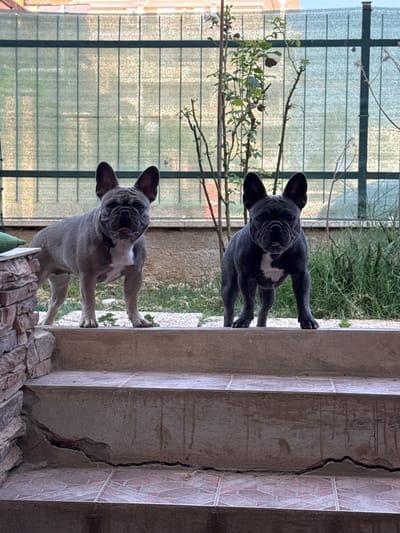 The image depicts two French Bulldogs standing on outdoor stairs. The bulldog on the left is a blue fawn color with white markings on its chest, and the bulldog on the right is a dark blue or black color with white markings on its chest. Both dogs are facing forward, with their tongues slightly out. They are positioned on a concrete ledge with a tiled staircase below. Behind the dogs, there is a green mesh fence, some greenery, and a building in the background. The scene appears to be in a backyard or patio area. The lighting suggests it is daytime, with sunlight casting shadows. The area shown is consistent with a residential setting in San Benedetto del Tronto, Italy.