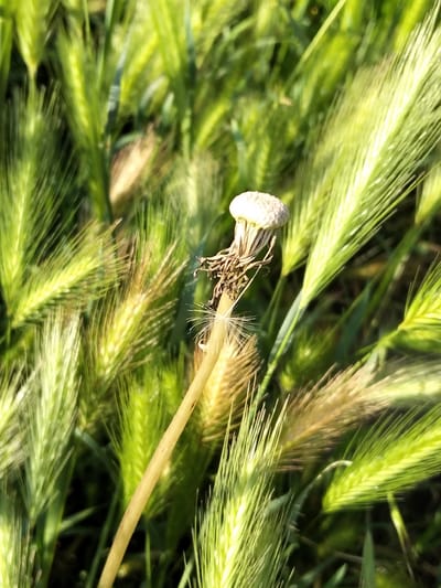 The image captures a close-up, macro view of a faded dandelion seed head amidst a field of tall, green grasses. The dandelion head, located slightly left of center and in the foreground, is mostly white and fluffy, with some remaining brown stalks and a single, stray white seed. The surrounding environment is dominated by the sharp, elongated blades of grass, which vary in color from vibrant green to golden brown, suggesting some are in different stages of growth or drying. The lighting appears to be natural, possibly from sunlight, creating highlights on the grass blades and a slightly diffused overall effect. The background is a blur of green, indicating a shallow depth of field that focuses attention on the dandelion and the immediate grasses. There are no people or animals visible in the frame. The setting appears to be a natural, outdoor environment, potentially a field or meadow, in the city of Biliaivka, Ukraine.