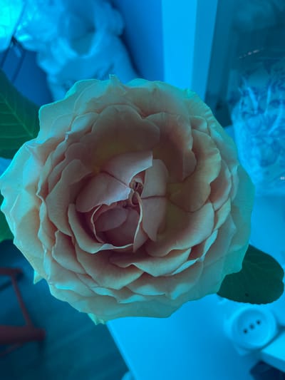 A top-down, close-up photograph shows a peach-colored rose with numerous petals and a couple of green leaves. The background is out of focus, but includes hints of a patterned vase and white objects, all bathed in a blue light. The location is not discernible as Olginka, Russia.
