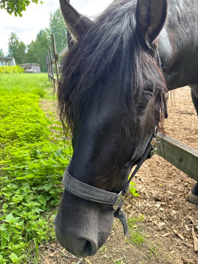 A black horse is shown in a close-up shot, with its head lowered. The horse is wearing a grey halter. To the left of the horse is a patch of vibrant green foliage. Behind the foliage, a wooden fence runs horizontally. The ground is covered in wood chips. In the background, there are some trees and a building. The image appears to be taken outdoors, in a rural or semi-rural setting, possibly a farm or stable. The location of Mars, Russia is not evident from the image.