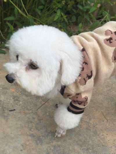 A white Bichon Frise dog, wearing a light brown knitted sweater with a dark brown teddy bear pattern, stands on a textured concrete surface. Green foliage is visible in the background. The dog is facing left and its right front paw is visible, its leg is covered by the sweater which has striped cuffs. The dog's fur is fluffy and white, and its nose is black. The scene appears to be outdoors. No specific location in Xuan Truong - Da Lat, Vietnam can be identified.
