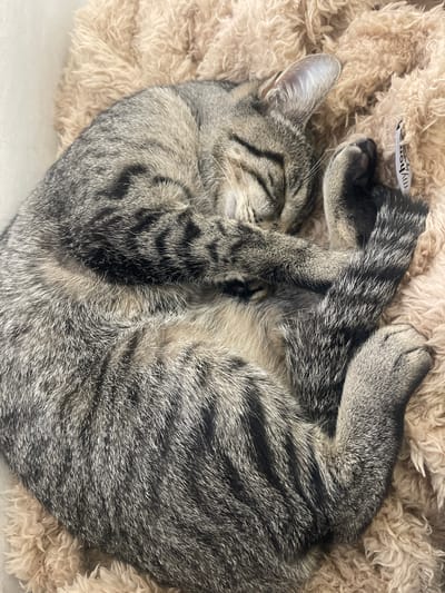 A gray tabby cat is curled up asleep on a beige, shaggy blanket. The cat's head is visible with its eyes closed, and one ear is visible. Its striped fur is clearly defined. The cat's paws are tucked near its face. The background is a soft, textured blanket. The photo was probably taken indoors. No signs of the city of Lagoa (Nossa Senhora do Rosário), Portugal.