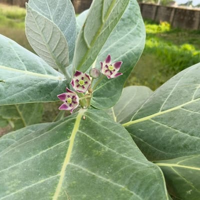 In Shaba, Nigeria, a close-up, eye-level shot captures the delicate beauty of a Calotropis gigantea plant. Its large, velvety green leaves, tinged with a lighter green vein, dominate the foreground. Amidst the foliage, three small, star-shaped flowers, each with five purple-tipped white petals and a central green pistil, bloom. A single, unopened bud, a muted purple, sits nestled among them. The background is a soft blur of green grass and a weathered, gray stone wall, suggesting an outdoor, possibly rural or semi-urban, setting. No people or animals are visible.