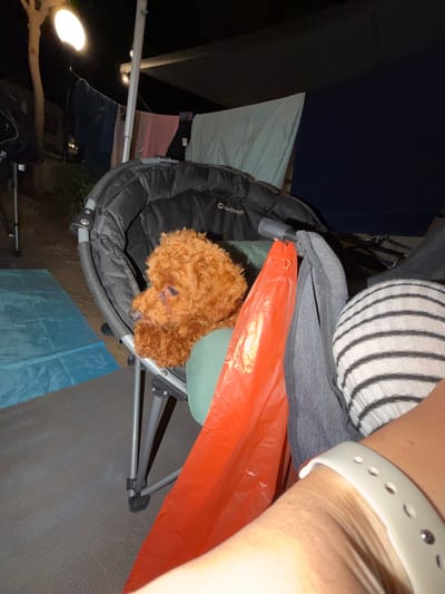 The image shows a small, fluffy, reddish-brown dog, possibly a toy poodle, sitting in a black camping chair. The dog is looking to its left with its head resting on its paws. In the background, there are clothes hanging on a line, a blue tarp, and part of a tent. A bright light is visible in the upper left corner of the image. A person's arm wearing a white fitness tracker is in the foreground on the right. The scene appears to be outdoors, likely at a campsite, possibly in the area of Πόρτες, Greece, given the context provided. The lighting suggests it is nighttime or dusk.