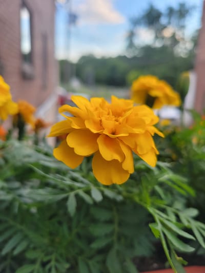 A close-up, eye-level, outdoor shot focuses on a vibrant yellow marigold flower in bloom. The flower's petals are tightly packed and layered, displaying a rich, sunny hue. To the left and behind the main flower, other yellow marigolds are visible, also out of focus. Lush, green foliage surrounds the flowers, creating a soft, blurred foreground. In the background, a brick building, partially out of focus, suggests an urban setting. Above the building, a sky with scattered clouds adds depth to the scene. The overall impression is one of a cheerful, botanical display within a city environment. The specific location in Montreal, Canada cannot be determined from the image alone.