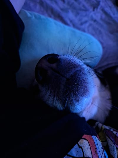 The media file is a close-up, dimly lit photograph of a dog's nose and muzzle. The dog appears to be resting, with its head and snout filling the majority of the frame. The lighting is predominantly a cool, blue hue, suggesting artificial lighting, perhaps from a nearby lamp or screen. The dog's fur around its nose is a mixture of white and dark grey or black, and long, dark whiskers fan out from its snout. The nose itself is dark, with visible nostrils.
To the left of the dog's head is a soft, light blue object, possibly a pillow or cushion, which is also illuminated by the blue light. To the right, a dark fabric is visible, with a colorful pattern that appears to be part of clothing or a blanket, featuring abstract shapes and possibly insect wings in shades of pink, orange, and blue. The background is largely dark, with some texture that might indicate bedding or upholstery.
The overall mood is intimate and peaceful, possibly capturing a moment of rest or sleep for the animal. The close perspective focuses on the sensory organ of the dog, emphasizing its texture and the fine details of its fur and whiskers. No text is visible in the image. The location context provided, Vladivostok, Russia, does not offer any specific visual cues within the image itself. The time of day and weather are not discernible from the photograph.
