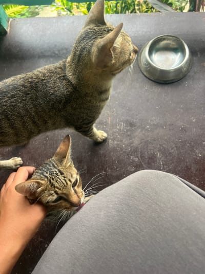 In General Luna, Philippines, two tabby cats are on a dark, weathered surface, possibly a wooden table or porch. One cat is standing, looking to the right towards a small, metallic pet bowl. The other cat is being petted by a human hand and is licking the hand, its tongue visible. The background shows lush green foliage and a hint of a green structure, suggesting an outdoor or semi-outdoor setting. The lighting is natural, indicating daytime.