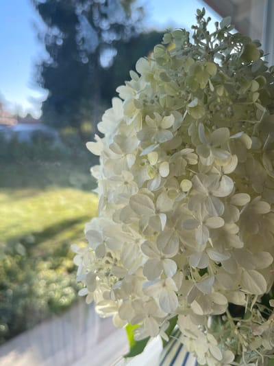 A close-up, side-view, vertical shot focuses on a cluster of white hydrangeas, their delicate petals layered and overlapping. The flowers are arranged in a large, conical bloom. The background is out of focus, showing a blurred, green lawn bathed in sunlight, with hints of trees and a building. The scene suggests an indoor setting, possibly near a window, with the bright outdoor light filtering in, casting a soft glow on the petals. The location is identified as Gresham, United States of America.