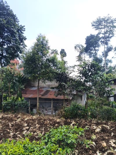 A rural scene depicts a weathered building with a rusty corrugated iron roof. Trees partially obscure the structure. The foreground features tilled soil and low-lying green plants. The sky is overcast. Bags are visible inside a section of the building behind wooden beams. The image suggests a simple, agricultural setting.