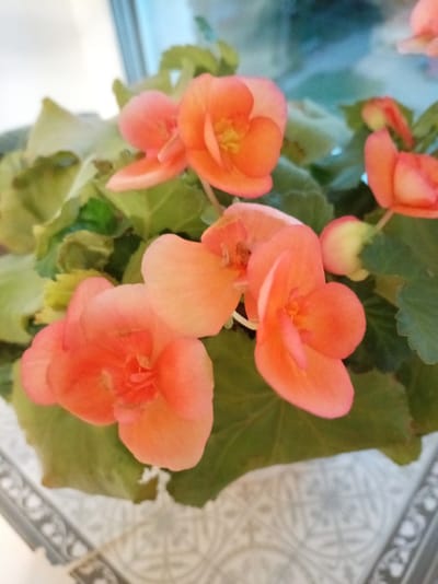This is a close-up, slightly blurry, eye-level photograph of a potted begonia plant with vibrant coral-pink flowers and green leaves. The flowers have a delicate, ruffled appearance, and some are fully bloomed while others are still buds. The plant is in a pot that is partially visible at the bottom of the frame, resting on a surface with a patterned decorative edge. In the background, there is a bright, out-of-focus area that could be a window with daylight shining through, possibly indicating an indoor setting. The overall mood is peaceful and natural, with the soft lighting and the focus on the blooming flowers. No people are visible in the image. There is no visible text.