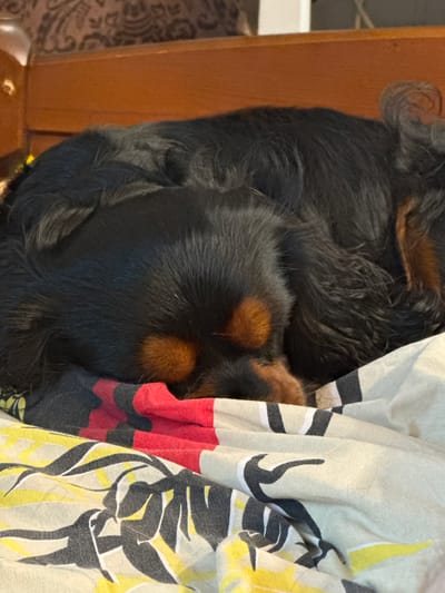 A black and tan dog is curled up and sleeping on a patterned blanket in what appears to be a home environment. The dog's head is tucked in, obscuring its face, but tan markings are visible above its eyes. The blanket has a colorful pattern with red, yellow, and dark gray elements. The background shows a wooden surface and a textured brown fabric, possibly part of a piece of furniture. The location in the city of Ленгипротранс Снт, Russia, is implied to be within a residential setting.