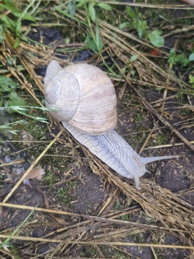 A snail is shown in its natural habitat, on the ground covered with dry grass, moss, and some green foliage. The snail, with a light brown, spiraled shell, is slowly moving across the earthy surface. Its body is a pale gray with a textured pattern. The surroundings suggest a damp, outdoor environment, likely a garden or a wooded area. The scene is illuminated by natural light, casting soft shadows. The image has a shallow depth of field, with the snail and its immediate surroundings in sharp focus, while the background is blurred.