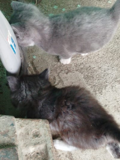 Two cats, one grey and one black and white, are on a concrete surface in what appears to be an outdoor setting. The grey cat is in the upper portion of the image, and the black and white cat is in the lower portion. A white plastic object with blue markings is to the left of the grey cat. The surface is textured and appears to be outdoors, possibly in a rural or industrial area. The image quality is low, with a blurry, grainy appearance. There is no indication of specific people or interactions. The location in Крывасельскі сельскі Савет, Belarus is not visually discernable from the image.