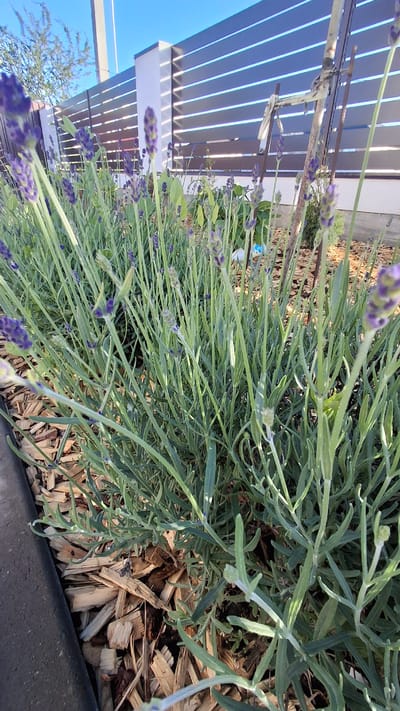 The image shows a close-up of lavender plants in what appears to be an outdoor setting, likely a garden or yard. The plants are vibrant green with visible purple buds and some blooming flowers. The stems are long and slender, characteristic of lavender. In the background, a modern structure with horizontal slats, possibly a pergola or awning, casts shadows. The sky is a clear blue, suggesting it's daytime and likely sunny. The ground is covered with wood chips, indicating a mulched area around the plants, and a dark gray border is visible along the bottom edge. Some of the lavender stalks are leaning towards the slatted structure. There are no people or animals visible in the image. The overall impression is one of a well-maintained garden on a pleasant day.