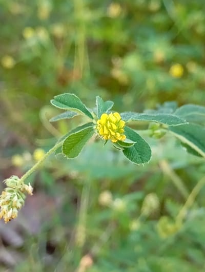 The media file is a close-up, vertical shot of a small plant with green, fuzzy leaves and yellow flowers. The focus is on a cluster of bright yellow, clover-like blossoms. To the left of the main flower cluster, there is another smaller, undeveloped flower bud that is white and yellowish, appearing dry and perhaps past its prime. The plant stem is slender and also fuzzy.
The background is soft and out of focus, consisting of various shades of green and some blurred yellow or light-colored circles, suggesting more plants or flowers in the distance. The overall impression is one of a natural outdoor setting, likely a field or meadow.
There are no people or animals visible in the image. The lighting suggests it could be daytime, possibly morning or afternoon, with diffused light rather than direct harsh sunlight. No specific weather conditions are apparent. The location context provided is Vitsebsk, Belarus, which implies this plant is found in a natural environment within that region. No text is visible in the image. The image captures a small, delicate section of flora, emphasizing the textures and colors of the plant.