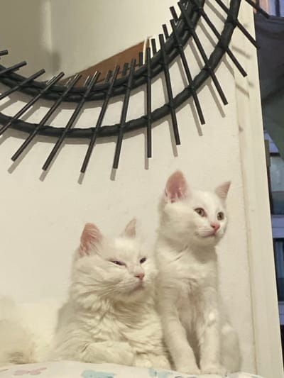 Two white cats are positioned in the foreground against a white wall. The cat on the left is lying down with its eyes partially closed, while the cat on the right is sitting upright and looking to the right. Both cats have light pink ears. Above the cats, a black, decorative object with thin, radiating spokes is attached to the wall. The object casts shadows on the wall. The lighting suggests an indoor setting. There are no people visible in the image.