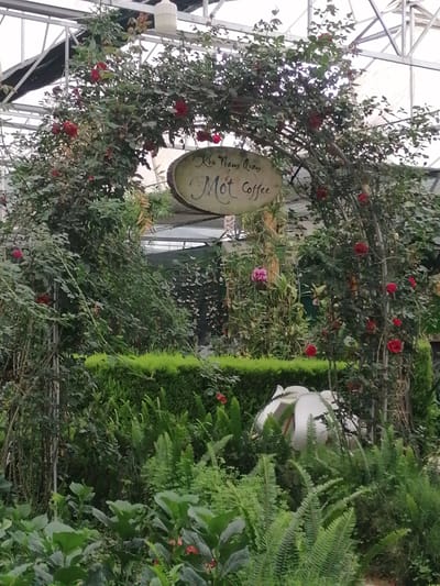 The image depicts a lush and verdant garden or greenhouse environment, likely located in Lạc Dương, Vietnam, based on the visible text. The central focus is a decorative archway, heavily draped with climbing rose bushes showcasing numerous vibrant red blooms and dense green foliage. One pink rose is also visible to the left of the arch.
Suspended from the archway is an oval-shaped wooden sign. The text on the sign reads "Khu Thăm quan" (Vietnamese for "Visiting Area" or "Tourist Area") above "Mot Coffee," suggesting this is a café or a tourist attraction within a garden setting.
The foreground is dominated by various green plants, including large ferns with intricately structured fronds and other broad-leafed plants, creating a rich texture. In the mid-ground, a neatly trimmed green hedge provides a clean line against the background. Behind the arch and further into the scene, more dense greenery is visible.
The upper part of the image reveals the structural elements of a greenhouse or conservatory: a white, translucent roof with a metal framework that allows diffused natural light to filter in. A white, bell-shaped lighting fixture hangs from the roof structure. In the lower right section of the image, partially obscured by ferns, are some white, curved objects, possibly garden seating or decorative sculptures.
No people are present in the image, contributing to a sense of tranquility and an inviting, serene atmosphere. The scene is well-lit, indicating it is daytime.