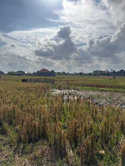 The image depicts a wide, sunlit view of a harvested rice field in Sukawati, Indonesia. The field is predominantly filled with dry, golden rice stalks standing in neat rows, with some areas of muddy water and regrowth of green grass visible. In the background, several houses with traditional Balinese tiled roofs are scattered across the landscape, interspersed with trees. The sky is a mix of bright blue and dramatic grey clouds, with the sun breaking through, casting a bright light. A black mesh structure, possibly for agricultural purposes, is situated in the middle ground of the field. The scene captures a rural, agricultural setting under a dynamic sky.