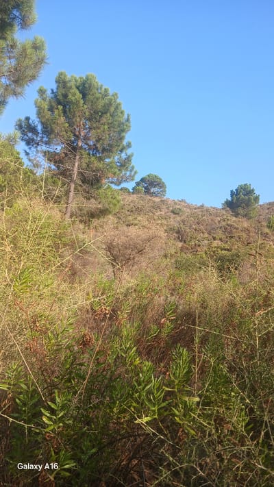 This is a vertical, medium-shot photograph taken outdoors in a natural environment, likely on a hillside. The foreground is dominated by dense, dry, and green vegetation, including bushes and thorny branches. Behind this, a gently sloping hillside is covered in sparse, dry grasses and scrub, with several pine trees of varying sizes scattered across it. The sky is a clear, bright blue, occupying the upper portion of the image. The lighting suggests a sunny day, possibly late afternoon or early morning, given the quality of light. The image is watermarked in the bottom left corner with "Galaxy A16." The specific location in Montemayor, Spain, cannot be determined from the visual information alone.
