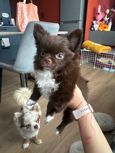 A woman's hand with a pink smartwatch and pink markings on her arm is holding a small, fluffy brown dog with white markings. The dog has large, expressive eyes and is looking forward. In the background, a smaller white and brown dog is standing on a wooden floor. The environment appears to be an indoor living space, with a blue cabinet, a chair, and shelves with decorative items visible. The location is identified as the city of Kommunarka, Russia.