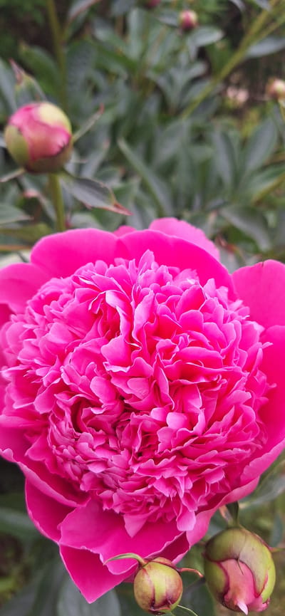 A vibrant fuchsia peony flower, densely packed with ruffled petals, dominates the right side of the image in full bloom. Its intense pink hue stands out against a backdrop of soft, blurred green foliage, indicative of a garden setting. Several peony buds are also visible: one distinct bud appears in the lower-left corner, and two more are seen near the top and bottom right edges of the main flower. These buds are primarily green with subtle hints of pink and red, suggesting they are either developing or about to open. The lighting indicates daytime conditions, illuminating the flower's vivid color and the healthy appearance of the plants. The image captures a moment of natural beauty and growth within a garden in Konceptas, Lithuania. No specific activity other than the natural blooming process is depicted, and there is no visible text.