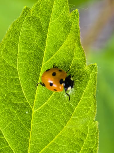 A macro photograph shows a ladybug with seven black spots on its orange shell. The ladybug is on a bright green leaf, its body angled towards the right side of the frame. The leaf has a textured surface with visible veins and a slightly serrated edge, fringed with fine hairs. The background is a soft, blurred green, suggesting an outdoor, natural environment. There is no indication of the image being located in Sterlitamak, Russia.