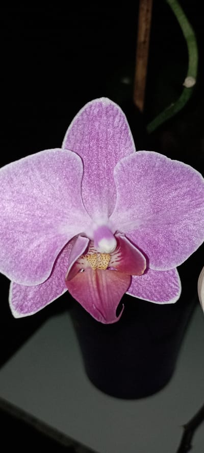 A close-up, eye-level, vertical shot shows a single, vibrant purple orchid flower against a dark background. The orchid's petals are delicately textured with fine speckles, and the inner lip is a deeper, ruffled pink with yellow markings. The flower is positioned in the center of the frame, with a dark pot visible beneath it. To the right of the flower, a thin, green stem curves upward, and a thin, brown stake is also visible in the background. The overall lighting is dim, highlighting the orchid as the sole subject. There are no people present in the image, and no discernible elements that would place the scene in Radisne, Ukraine.