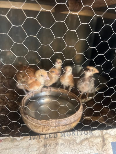 Within an enclosure in Birnin Kebbi, Nigeria, a close-up image captures a minimum of five juvenile chickens, or chicks, viewed through a hexagonal wire mesh. In the mid-ground, a light brown chick stands to the left of a round, metallic water bowl nestled within a larger, textured, possibly ceramic or wooden basin. Another similarly colored chick is positioned immediately to its right. Three additional chicks, lighter in coloration and out of focus, are visible in the background. The floor of the enclosure consists of loose dirt or bedding. Printed paper, partially legible with text including "LED MONITOR" and "MW-1710W LED," is visible beneath the wire mesh at the bottom of the frame. The background is dark and indistinct, suggesting an enclosed or shaded environment.