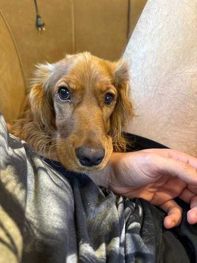 The image is a close-up shot of a golden cocker spaniel dog looking at the camera. The dog's head is tilted slightly, with its eyes focused on the viewer. A human hand rests near the dog's head. The dog is positioned in front of a person wearing patterned clothing. The background includes a section of a light-colored wall and a power plug on the floor. There is no information in the image to place the location in Sopot, Bulgaria.