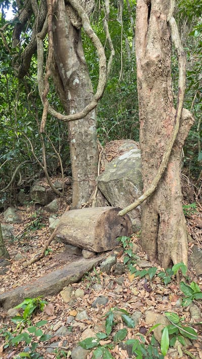 The scene is an outdoor wooded area in Nam Ninh Hoa, Vietnam. Two tree trunks lie horizontally in the frame, one above the other. A vine wraps around the lower trunk. Between the trunks, a rough-hewn log stands vertically, wedged against a large, angular rock. The ground is covered with dry leaves, small stones, and scattered green plants. Other foliage is visible in the background.