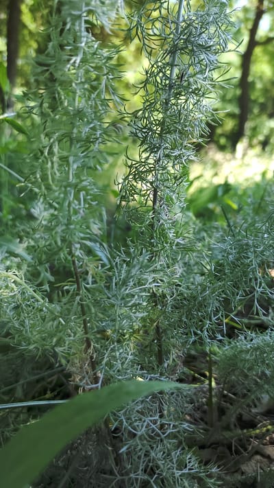 The image shows a close-up view of a feathery, light green plant with a feathery texture, likely in a natural setting with trees and foliage visible in the blurred background. The plant has numerous thin, delicate leaves. The lighting suggests it is daytime with dappled sunlight filtering through the trees. There are no people or specific identifiable landmarks present. The scene appears to be in an outdoor, possibly wooded area.