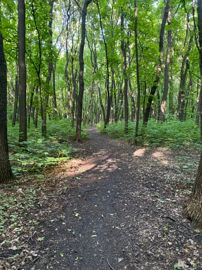 This is a vertical, eye-level, medium shot of a sun-dappled forest path in Samara, Russia. The path, composed of dark soil and fallen leaves, curves to the right into the distance. Lush green foliage borders the path, with many trees lining the left side of the frame. Sunlight filters through the dense canopy of leaves, casting dappled shadows on the ground and illuminating patches of vegetation. The image appears to have been taken during the daytime, likely late afternoon, given the warm light and long shadows. There is no visible text in the image. The scene evokes a sense of tranquility and the peacefulness of a natural environment.