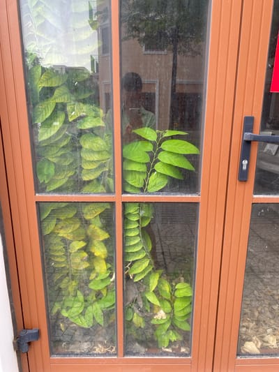 The image depicts a close-up view of a brown, multi-paned glass door with a black door handle and lock mechanism. Lush green vines with large leaves are growing on the exterior side of the glass, obscuring the view into the interior, except for a reflection of a person holding a mobile phone. The vines are present in all four panes of glass visible. The ground visible through the glass appears to be paved with hexagonal tiles and is covered with dried leaves and debris. The scene is set in Phú Quốc, Vietnam.