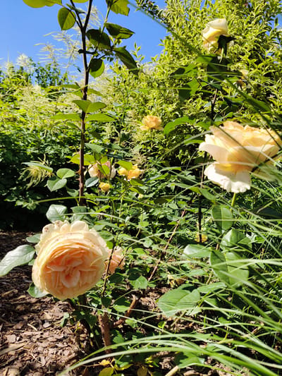 A close-up, eye-level, outdoor shot captures a cluster of light yellow roses in a garden. The roses are in various stages of bloom, with some fully open and others still tightly budded. The petals of the open roses display a delicate, ruffled texture and are tinged with pinkish hues in some areas. The roses are surrounded by lush green foliage and tall, wispy white flowers, suggesting a vibrant garden setting. A bright blue sky is visible in the background, indicating a clear, sunny day. The ground is covered with dark brown mulch and fallen leaves, typical of a garden floor. A thorny rose stem is prominently featured in the center of the frame, with several leaves branching off. In the foreground, blades of green grass partially obscure the view of the roses and other plants. The image appears to have been taken in Goczałkowice-Zdrój, Poland, based on its context.