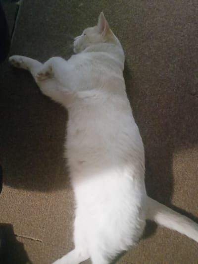 The image shows a white cat lying on its back on a brown carpet. The cat is positioned horizontally in the frame, with its head facing left and its body extending to the right. Sunlight illuminates the cat's belly, creating a bright contrast with the darker parts of its fur and the carpet. One of the cat's front paws is bent upwards towards its chest. The background consists of a textured brown carpet, which appears to be indoors. There is no visible information in the image that would allow for the determination of its location within the city of Elektrostal, Russia.